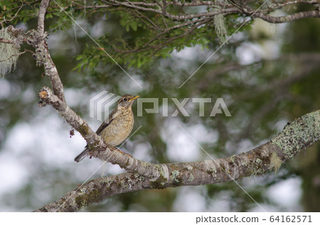Magellan thrush Turdus falcklandii magellanicus on a tree branch. 64162571