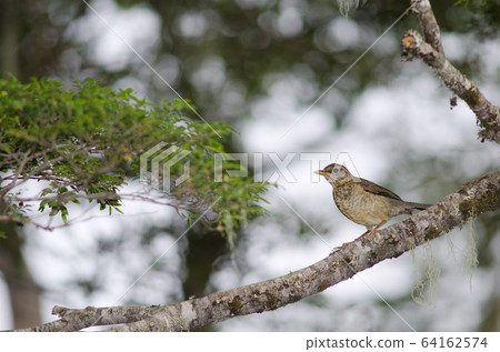 Magellan thrush Turdus falcklandii magellanicus on a tree branch. Magellan thrush Turdus falcklandii magellanicus on a tree branch. 64162574