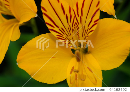 Flower of Peruvian lily in the Conguillio National Park. 64162592