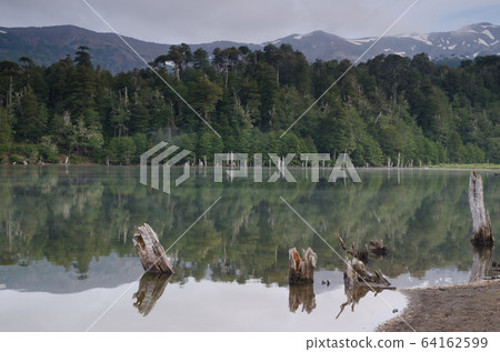 Captren lagoon in the Conguillio National Park. 64162599