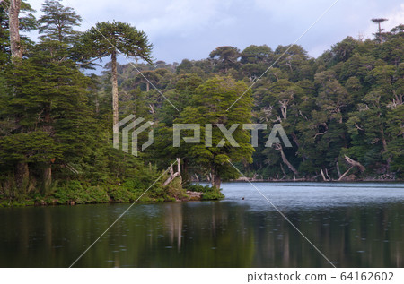 Captren lagoon in the Conguillio National Park. Captren lagoon in the Conguillio National Park. 64162602