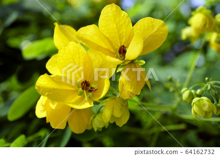 70769決明子 70769決明子 64162732