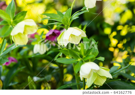 Christmas rose 64162776