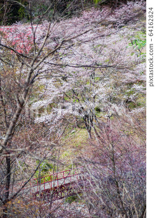 Spring of mountain village @ Hinohara village Spring of mountain village @ Hinohara village 64162824