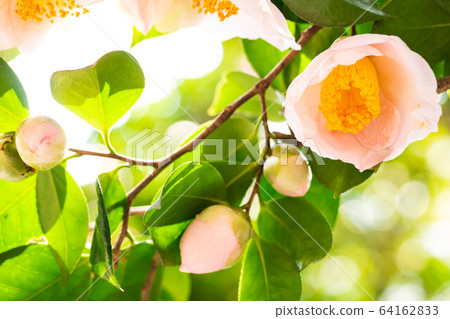 Camellia - Akebono Camellia - Akebono 64162833