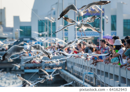 Bang Pu and visitors feeding thousands of seagulls 64162943