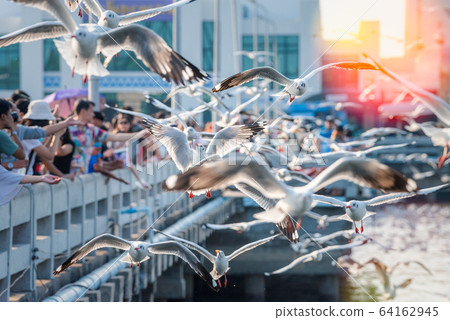 Bang Pu and visitors feeding thousands of seagulls Bang Pu and visitors feeding thousands of seagulls 64162945