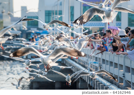 Bang Pu and visitors feeding thousands of seagulls 64162946