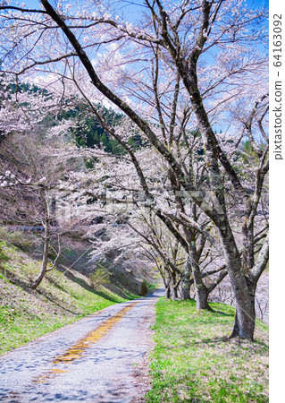 Cherry blossom path Hinohara Village Spring view 64163092