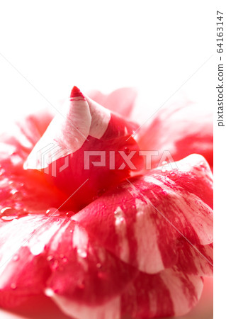 Camellia · Commuter bird Camellia · Commuter bird 64163147