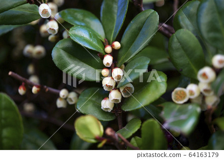 70782 Hamahisakaki 64163179