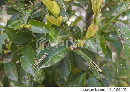 Pest damage insect 3 Pest damage insect 3 64164462