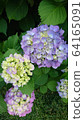 hydrangea   64165091