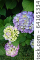 hydrangea   64165334