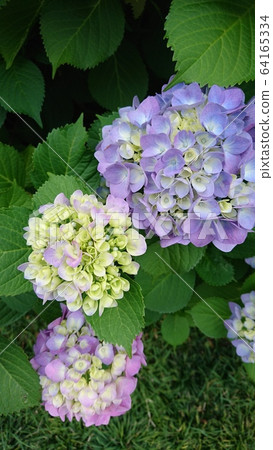 hydrangea   64165334