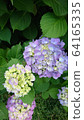 hydrangea   64165335