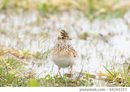 Puddle and Lark 64165357