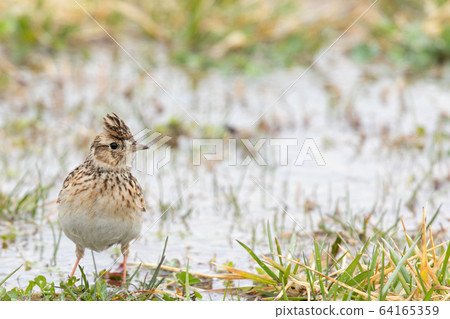 Puddle and Lark 64165359