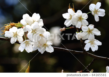 自然植物Kasumizakura，發白的花很小。整潔謙虛的美 64165581