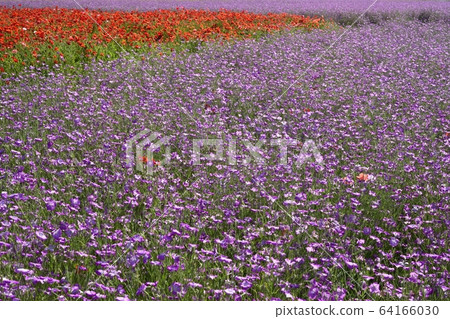 小野罌粟快樂廣場花園 64166030