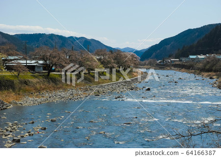 長良河和櫻花3 64166387