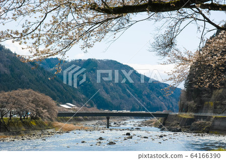 長良川和櫻花1 64166390