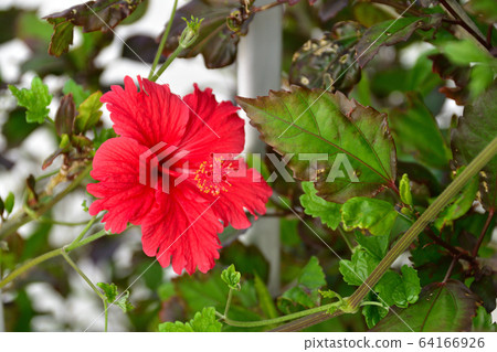 Hibiscus 64166926