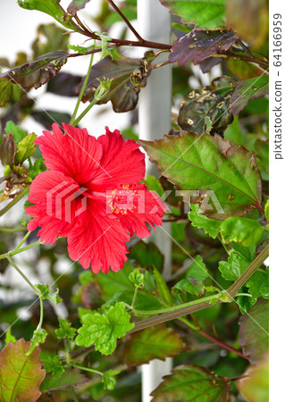 Hibiscus 64166959