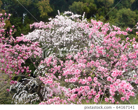 A weeping peach A weeping peach 64167141