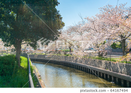 日本春天北越谷 日本春天北越谷 64167494