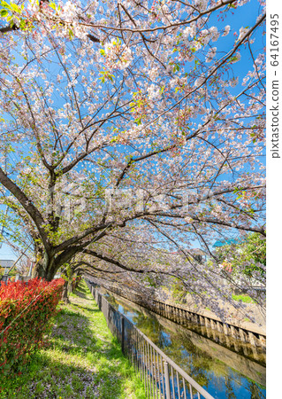 日本春天北越谷 64167495