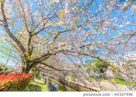 日本春天北越谷 日本春天北越谷 64167496