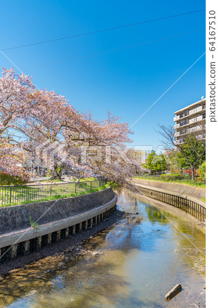 Japanese spring Kitakoshigaya 64167510