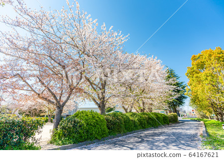 日本春天北越谷 64167621