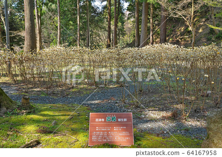 [Baekje Temple (Mitsumata Vegetation County)] Baekjeji Town, Higashiomi City, Shiga Prefecture 64167958