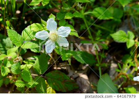野草莓花 野草莓花 64167979