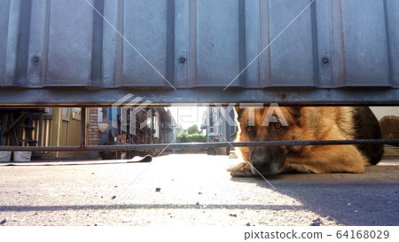 dog guards the house 64168029