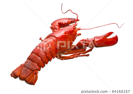 Close up steamed Canadian Lobster on isolted white background, Red Canadian Lobster, Cooked lobster Close up steamed Canadian Lobster on isolted white background, Red Canadian Lobster, Cooked lobster 64168187