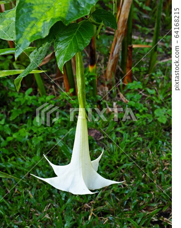 Blooming white Angel's Trumpet flower or devil's trumpet flower. Blooming white Angel's Trumpet flower or devil's trumpet flower. 64168215