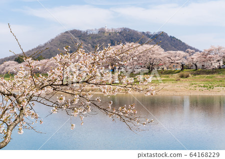 Blue sky and Ichimoku Senbonzakura Ogawara Town, Miyagi Prefecture Blue sky and Ichimoku Senbonzakura Ogawara Town, Miyagi Prefecture 64168229