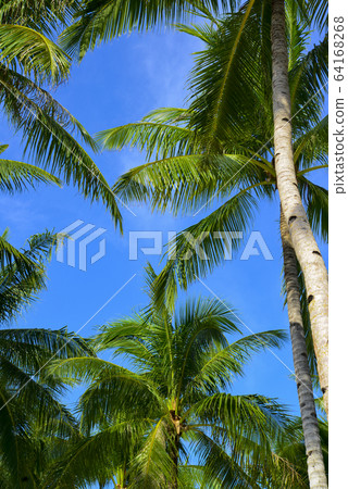 Philippine Pangolao blue sky Back palm tree Philippine Pangolao blue sky Back palm tree 64168268
