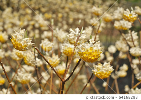 [百濟寺（三um植被縣）]滋賀縣東密市百濟寺鎮 64168288