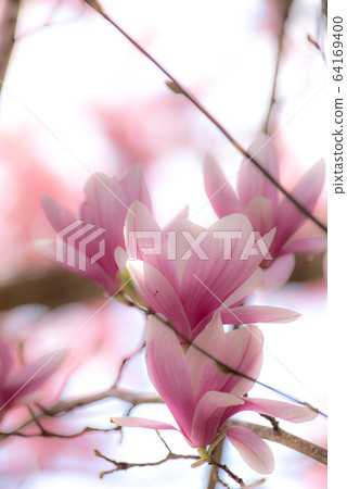 Magnolia flower Magnolia flower 64169400