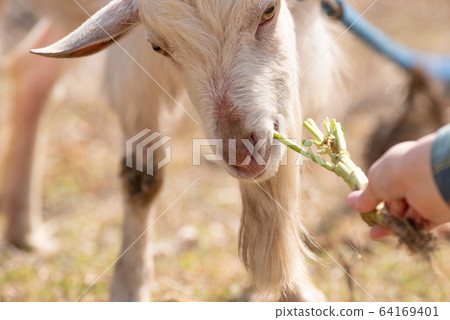 Goat eating Goat eating 64169401