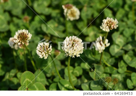 White clover White clover 64169453