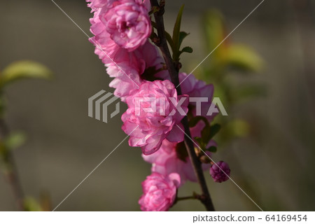 Yaesaki garden plum Yaesaki garden plum 64169454