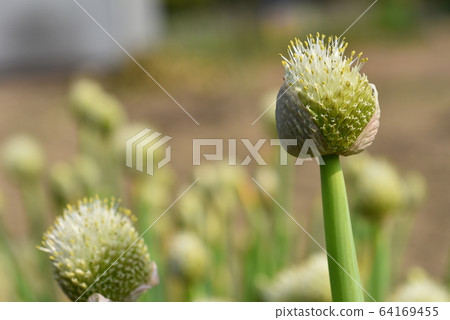 Fresh green onion 64169455