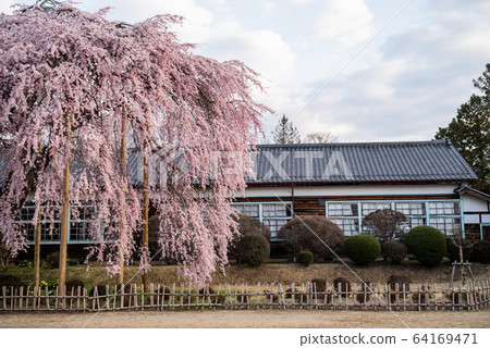 Cherry blossoms and wooden school building in full bloom 64169471