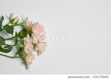 Beautiful bright roses on a white background 64170889