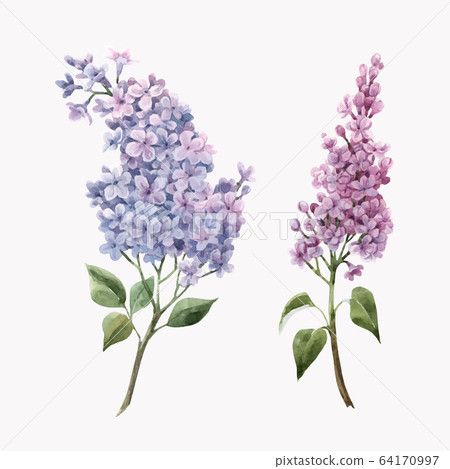 Lilac Flower Kuwait